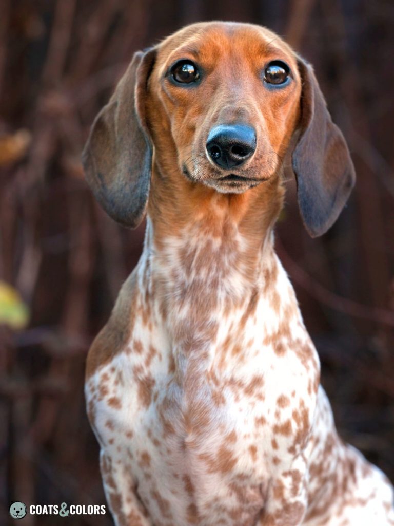 Merle vs Ticking ticking dachshund