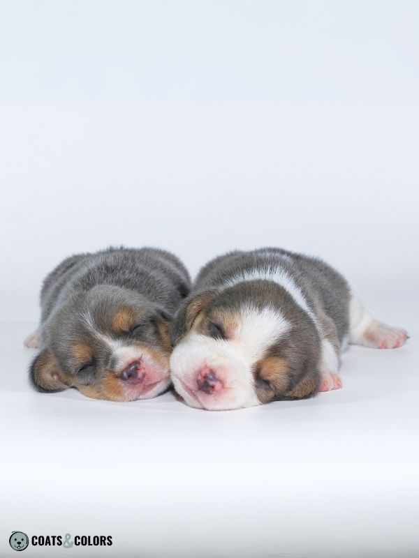 Beagle Coat Color blue tri puppies