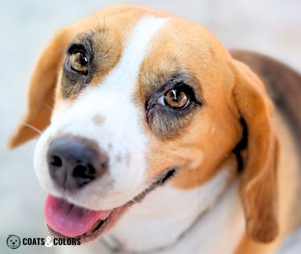 Beagle Coat Color eye shadow