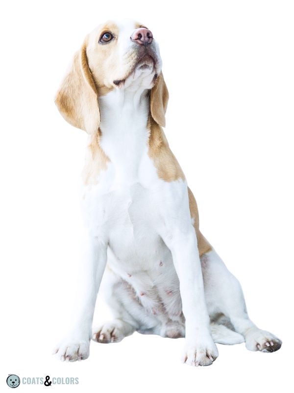 Beagle Coat Color lemon white