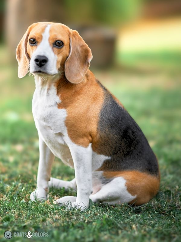 Blue tan store and white beagle