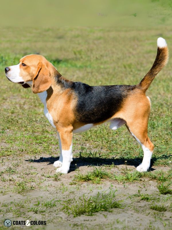 Beagle Coat Color white markings