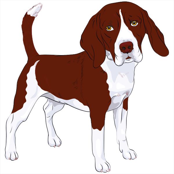 Beagle brown white illustration