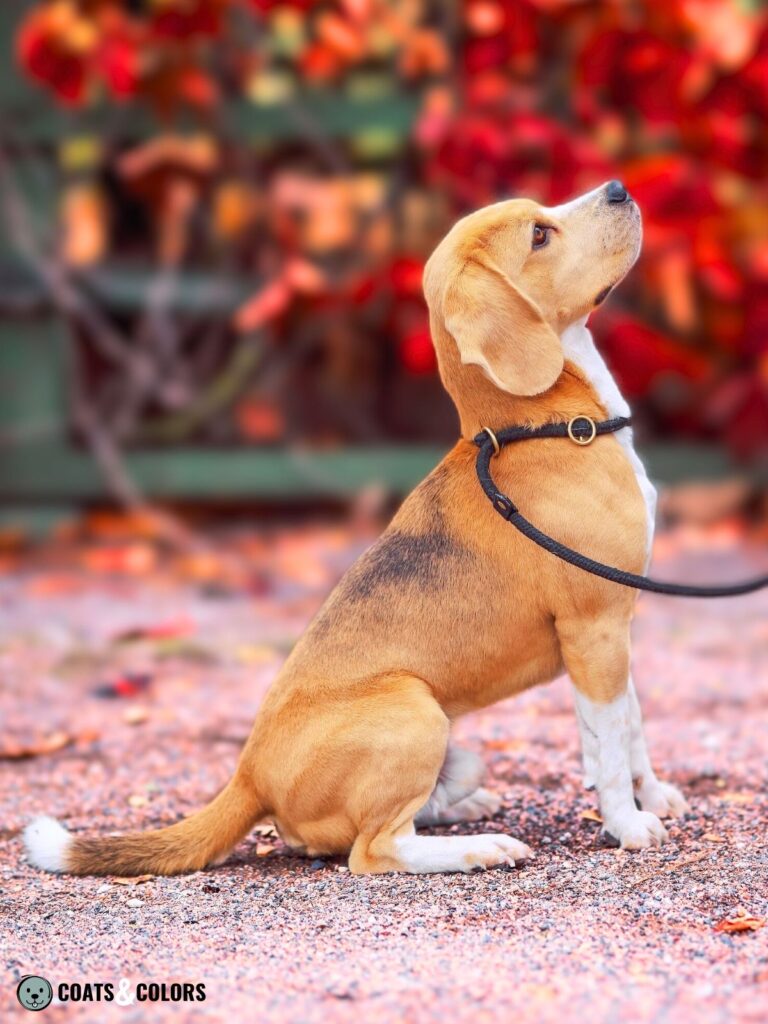 Beagle coat colors badger pied