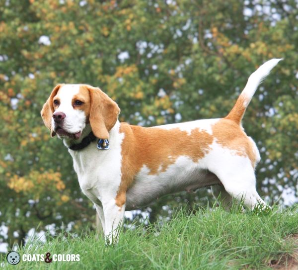 Beagle coat colors bicolor lace