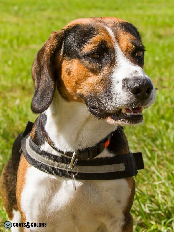 Black and tan beagle hot sale mix