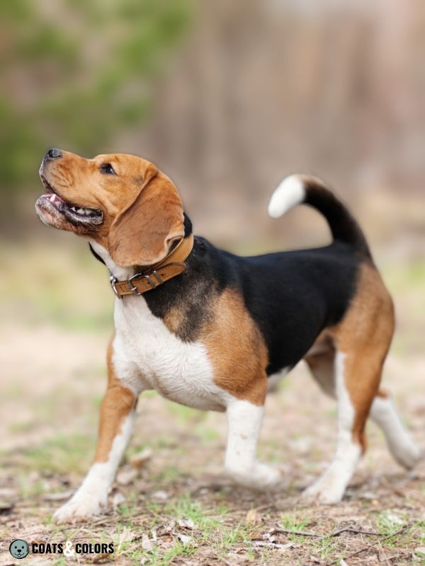 Beagle coat colors black red white