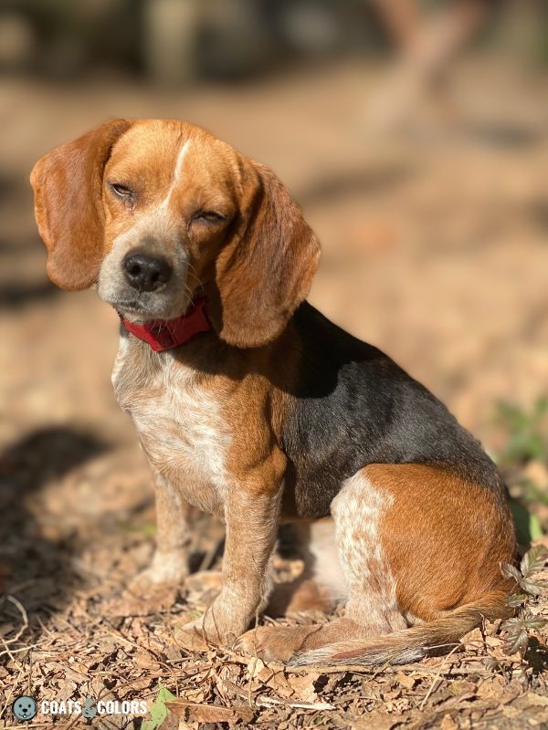 Black and tan bluetick 2024 beagle