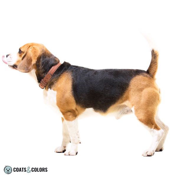 Beagle coat colors black tan white 1