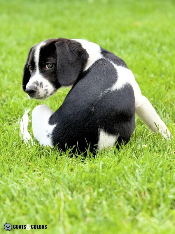 Black and white cheap beagle dog