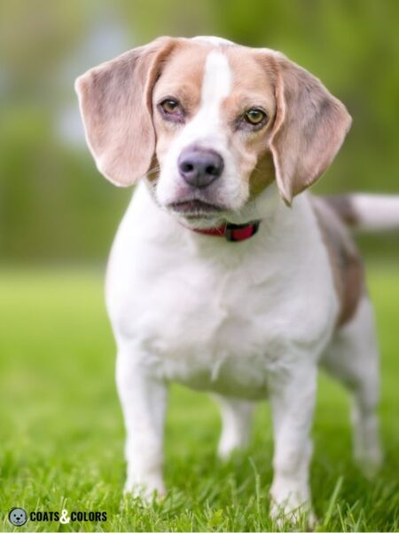 Beagle Coat Colors | Coats and Colors