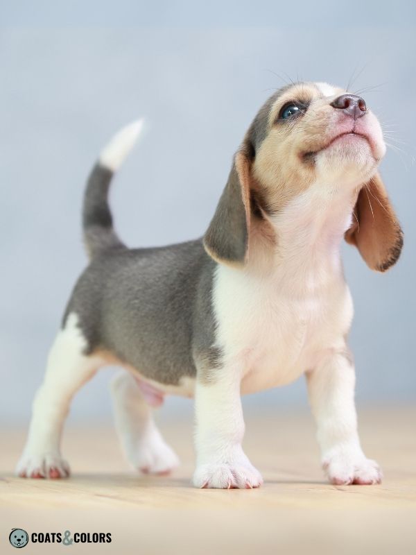 Blue hotsell merle beagle