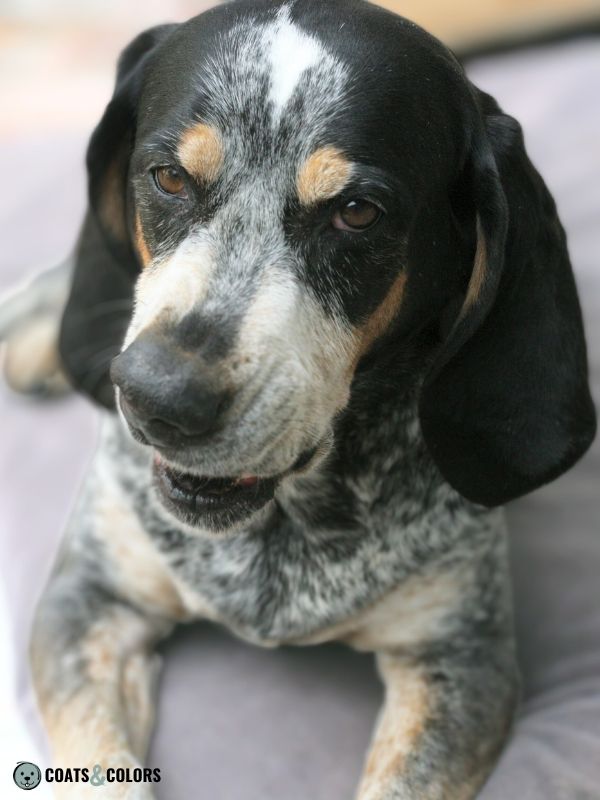 Black and tan bluetick sales beagle