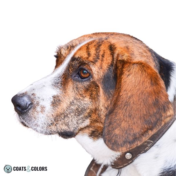 Beagle coat colors brindle