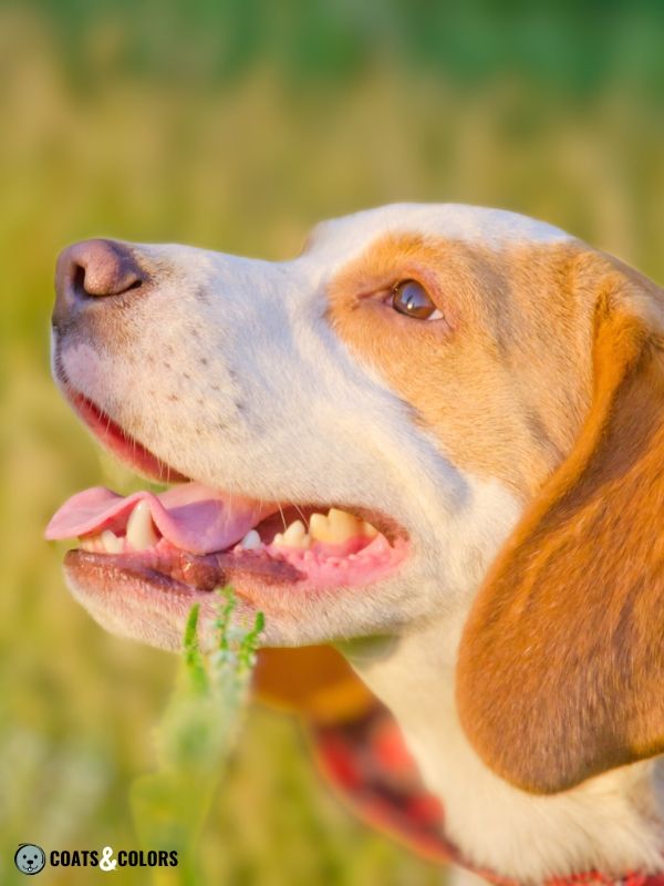 Beagle coat colors brown based red white