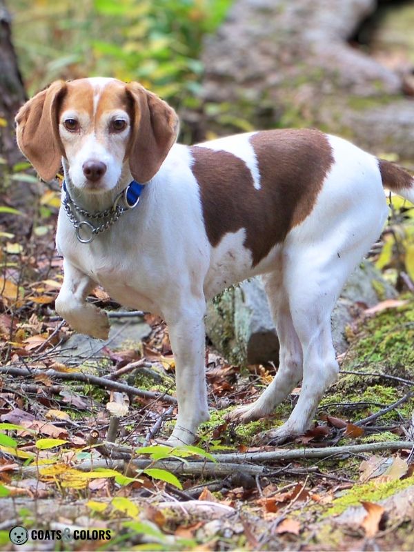 Beagle coat colors brown tri