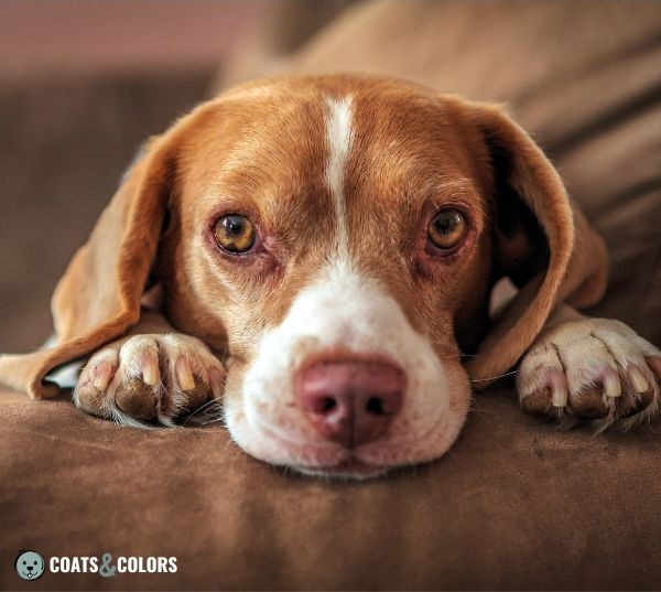 Beagle coat colors brown white