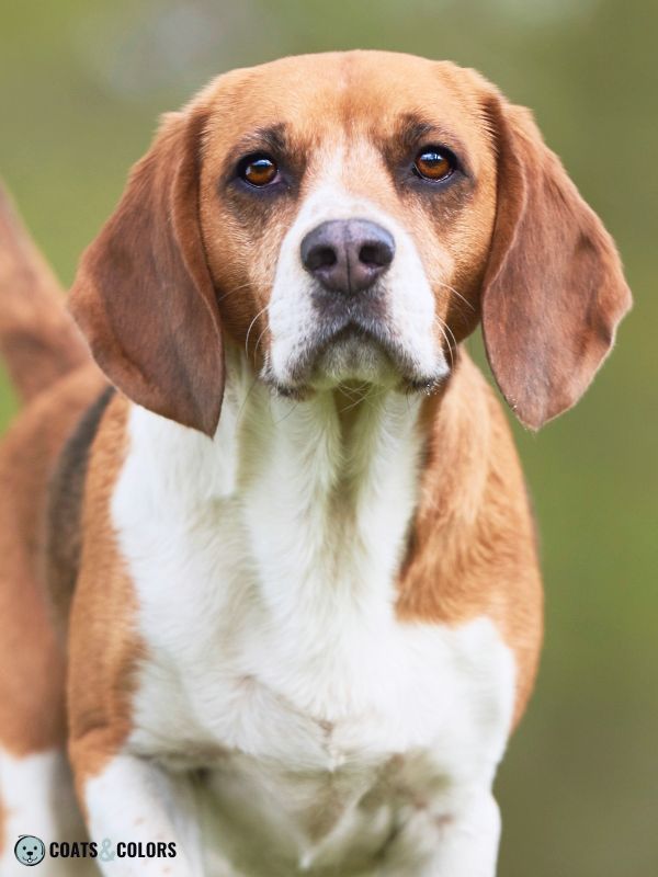 Beagle coat colors butterfly nose