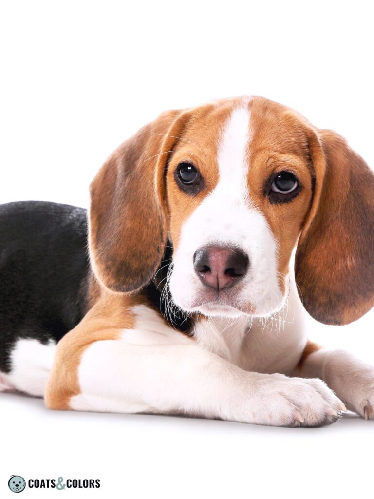 Beagle coat colors butterly nose on nondomino puppy MAFDofqOEh8 cute beagle puppy on white background adorable pet