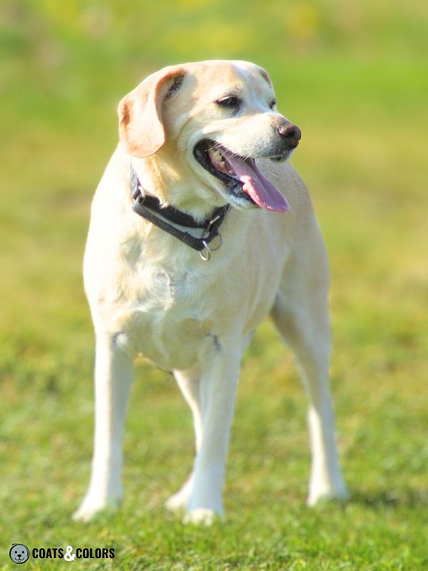 Beagle coat colors cream white