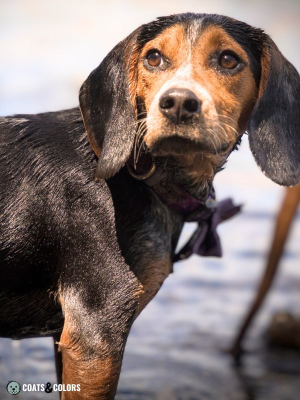 Beagle coat colors creeping tan