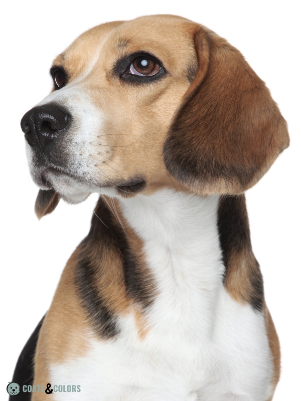 Beagle coat colors ears 1