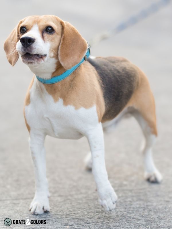 Beagle coat colors fawn tricolor 2