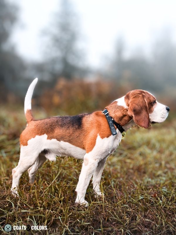 Why Do Some Beagles Look Different