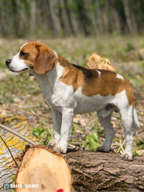 Lilac 2024 beagle puppies