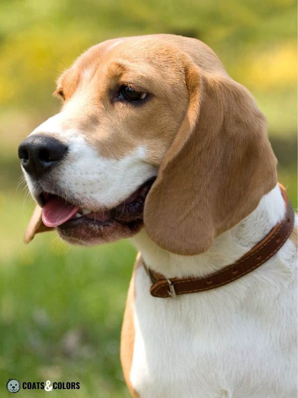 Beagle coat colors head white