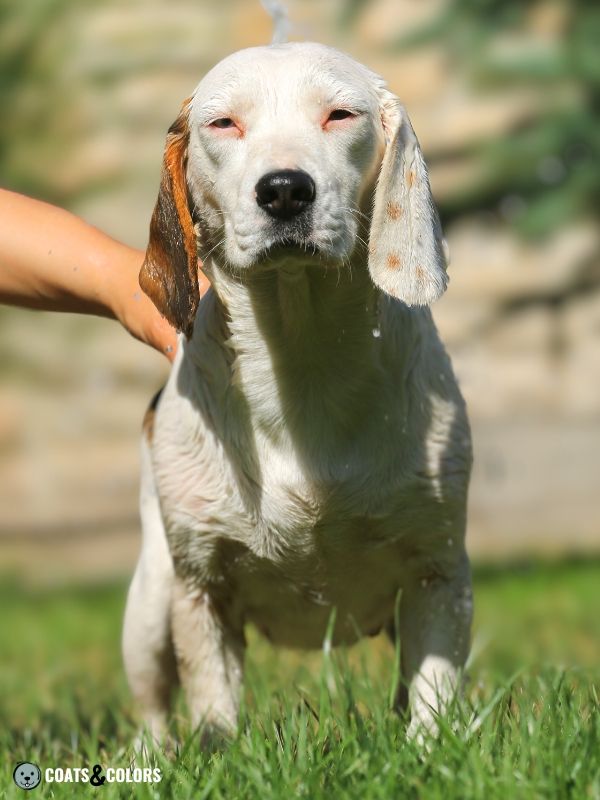 Beagle coat colors high white