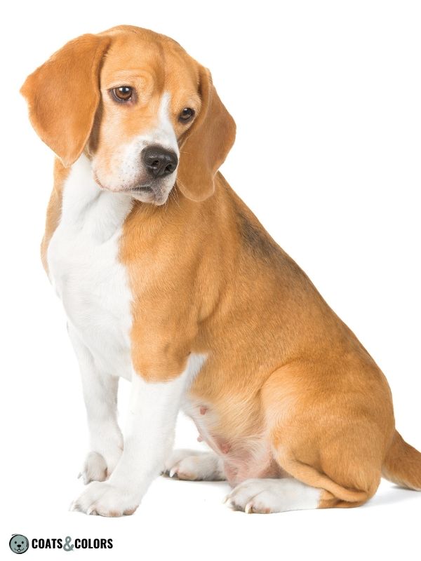 Why Do Some Beagles Look Different