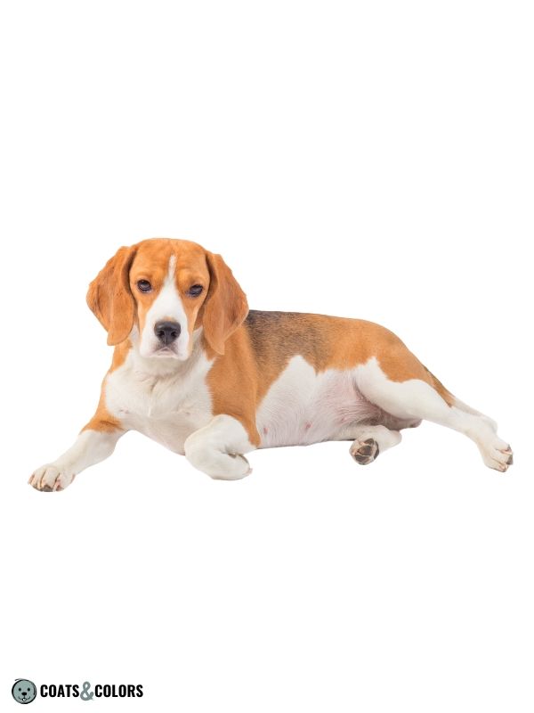 Why Do Some Beagles Look Different