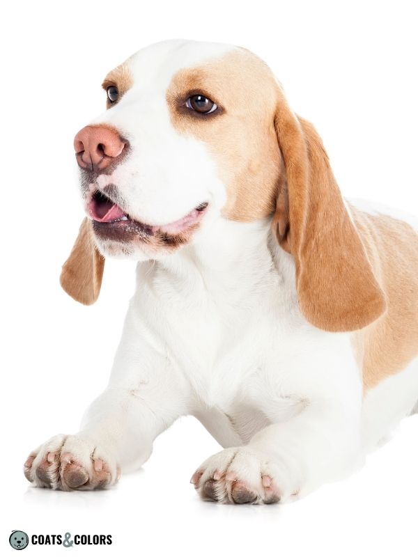 Why Do Some Beagles Look Different