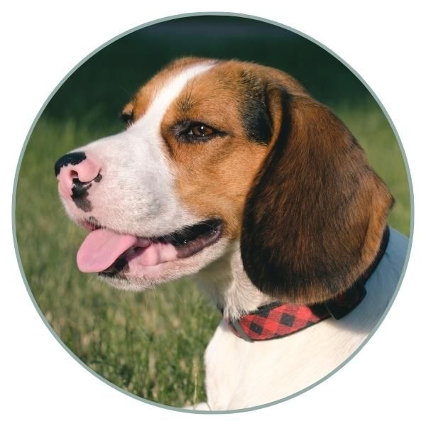 Beagle coat colors nose pigment