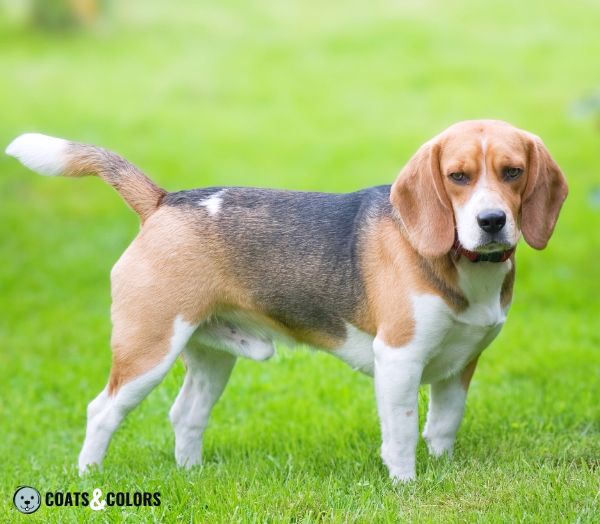 Beagle coat colors piebald 1