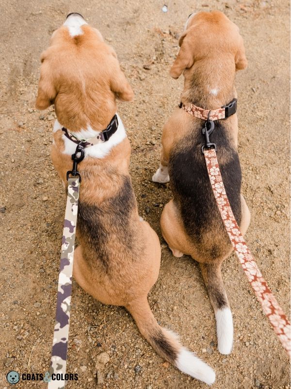 Beagle coat colors saddle fading