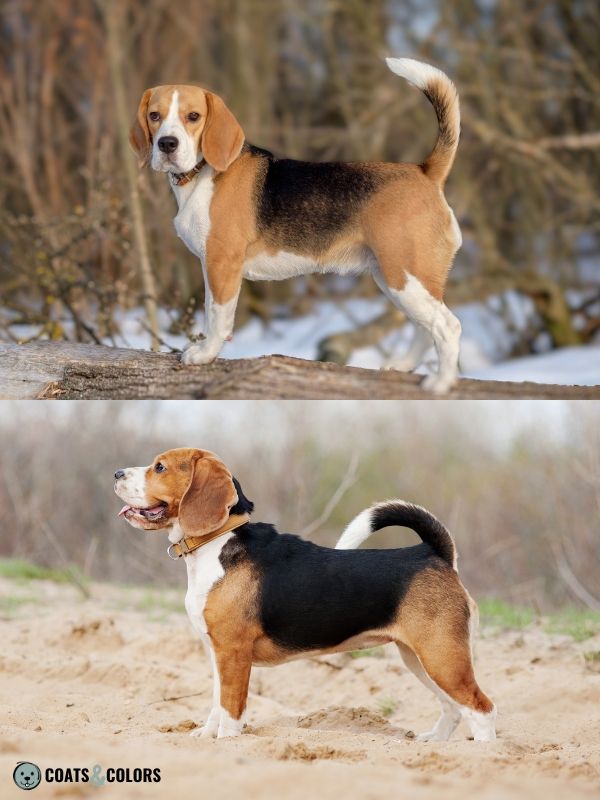 Beagle coat sale