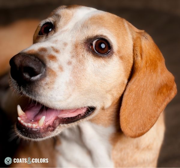 Beagle coat colors spotted freckles