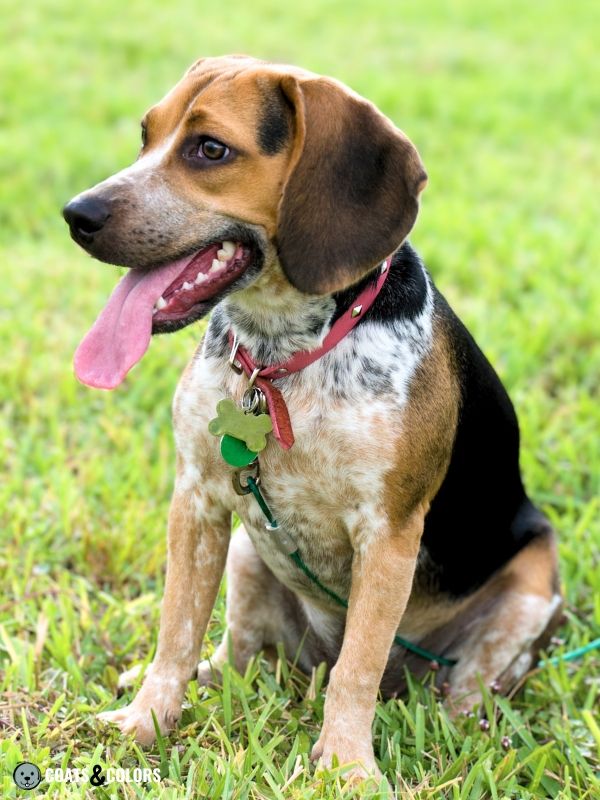 Norwegian store blue beagle