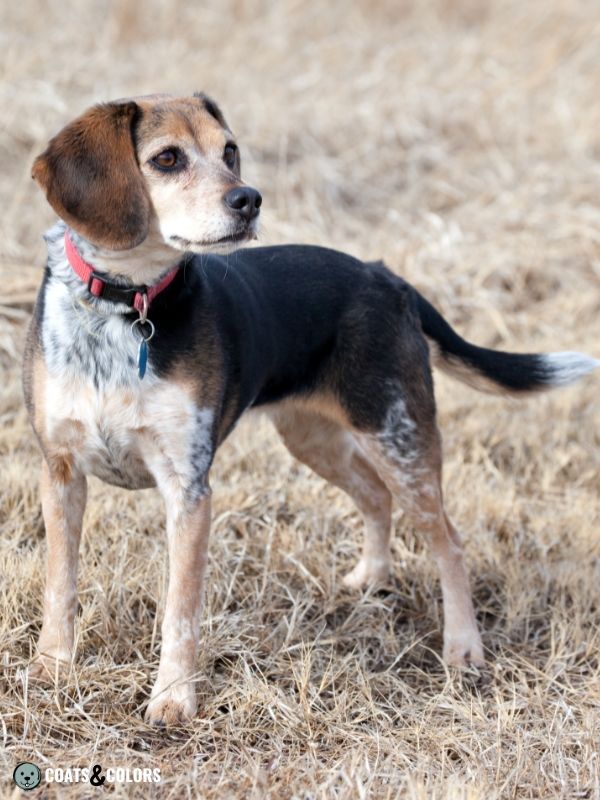 Beagle hot sale blue merle