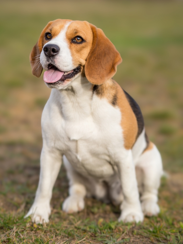 Beagle coat colors white markings 3