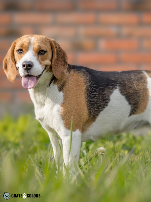 Beagle coat colors white markings 5