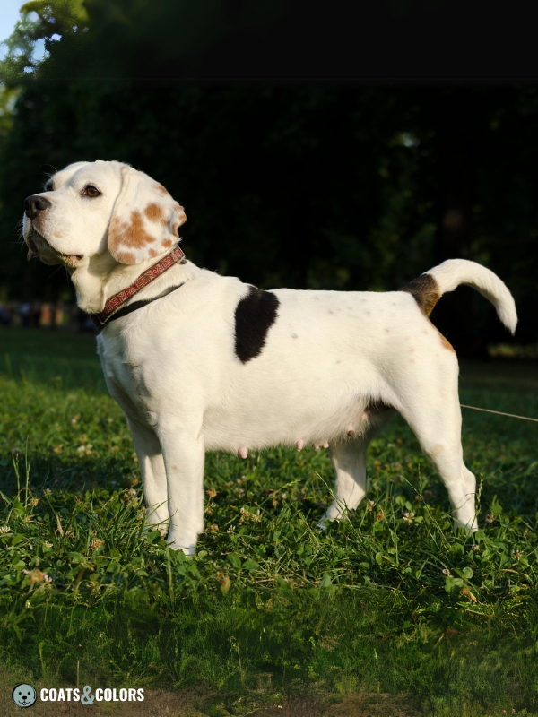 Beagle coat colors white markings 9