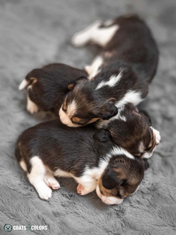 Beagle coat colors young puppies color change