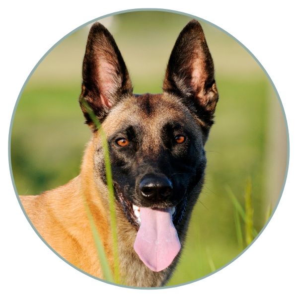 Belgian malinois hotsell long coat