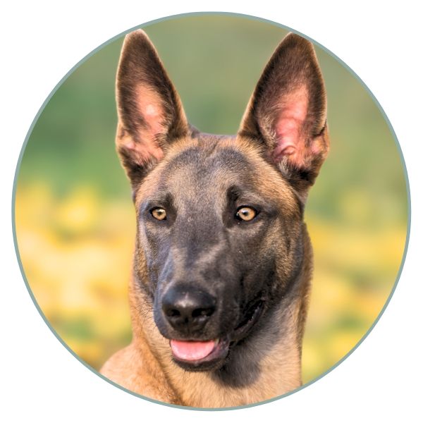 Belgian Malinois Coat Colors blue eumelanin