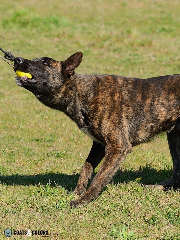 Belgian Malinois Coat Colors brindle