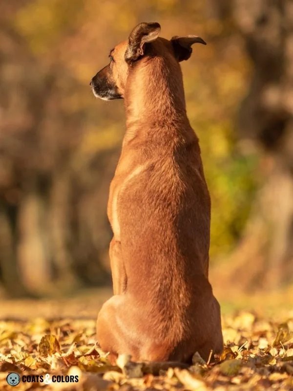 Belgian Malinois Coat Colors clear sable
