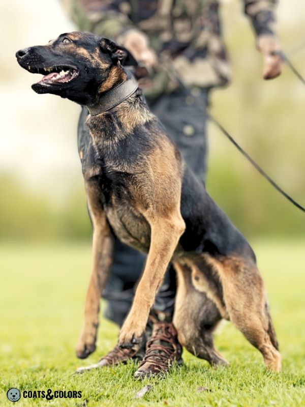 Tan store belgian malinois